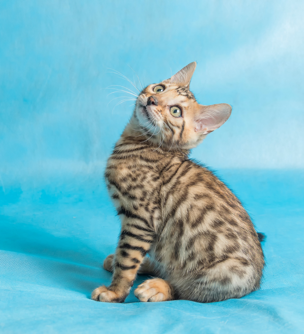 pet clothing& bed