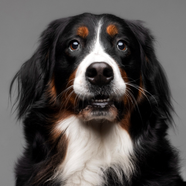 Dog Essentials